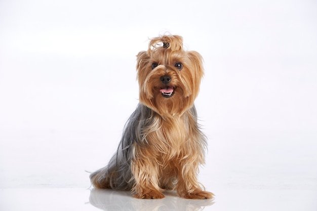 Cute little yorkshire terrier panting