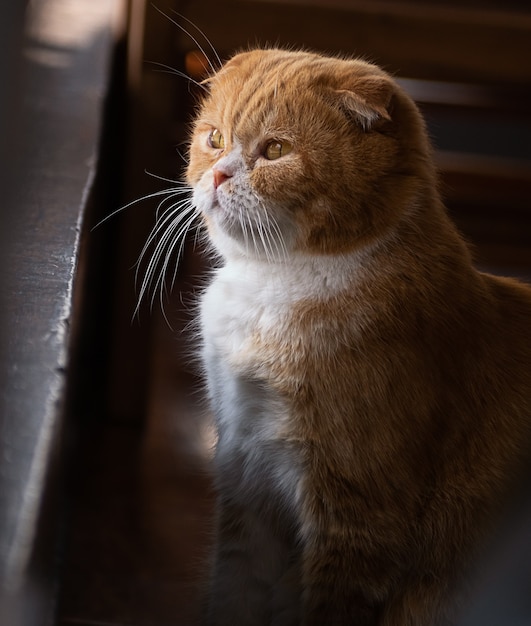 Cute lonely cat sit and looking outside, 