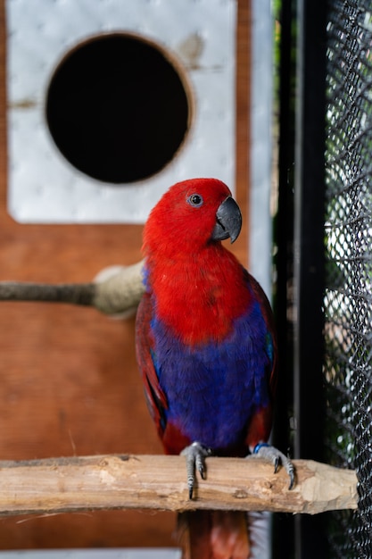 Cute looking macaw in the cage.