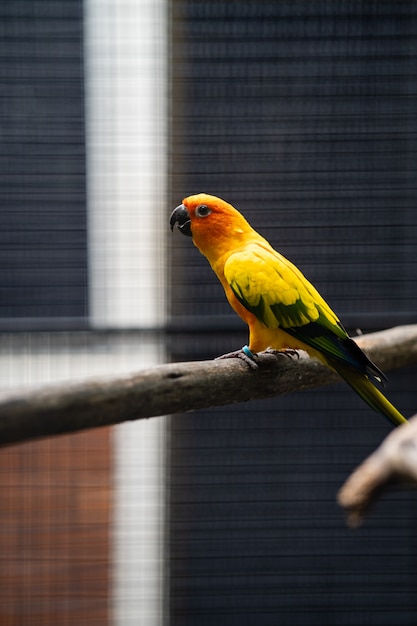 Cute looking Parakeet  in the cage.