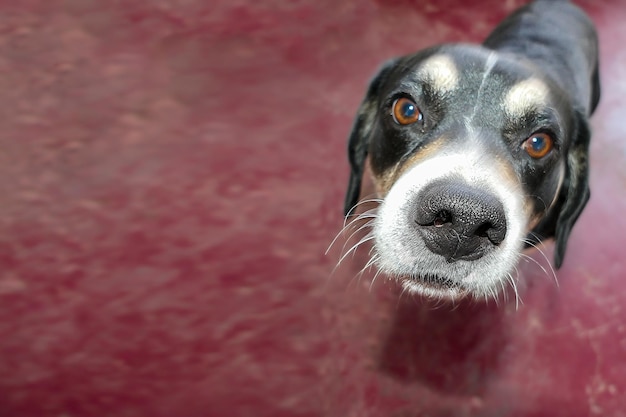 Cute looking puppy sitting on a red background, blank space to enter text