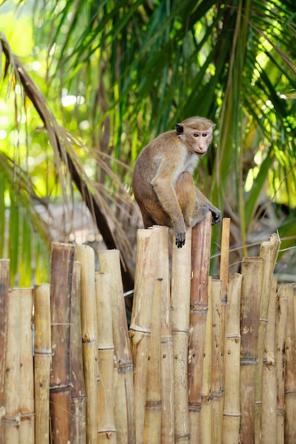 Cute Macaca Sinica Monkey on Bamboo Park Fence