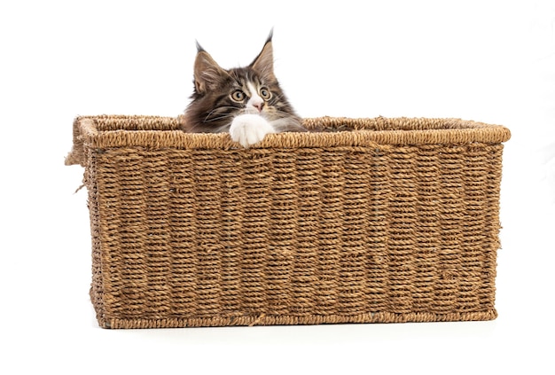 Cute maine coon cat playing on a wicker box