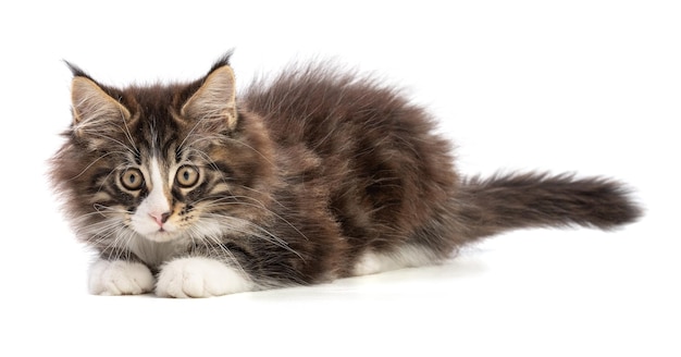 Cute maine coon kitten