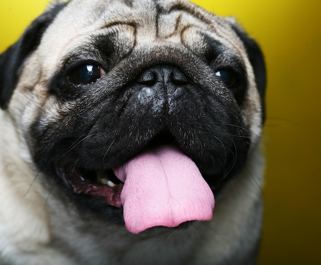 Photo cute male pug on yellow close up