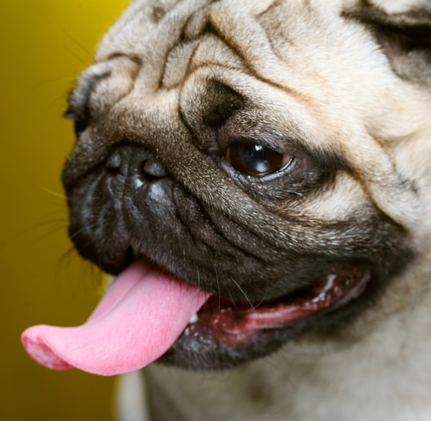 Photo cute male pug on yellow close up