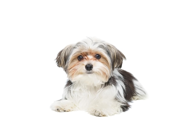 Cute maltese puppy isolated on white background