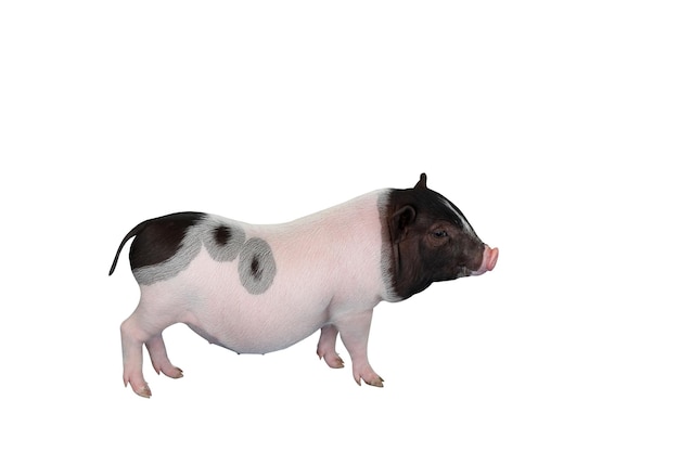 Cute miniature pig isolated on white background.