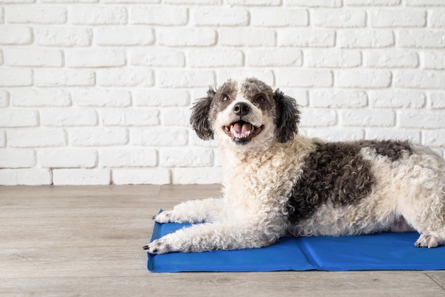 Cute mixed breed dog lying on cool mat looking up on white brick wall background