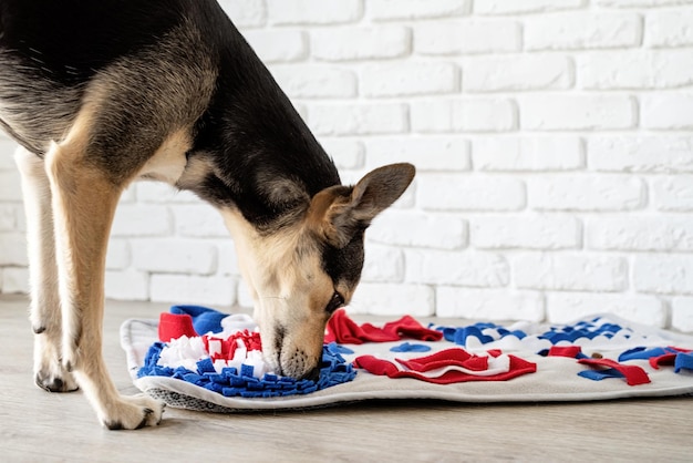 Cute mixed breed dog playing with washable snuffle rug for hiding dried treats for nose work intelle