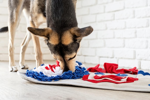 Cute mixed breed dog playing with washable snuffle rug for hiding dried treats for nose work Intellectual games with pet