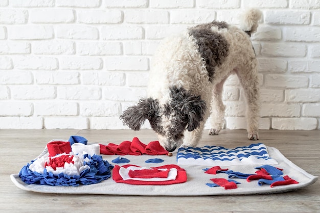 Cute mixed breed dog playing with washable snuffle rug for hiding dried treats for nose work Intellectual games with pet