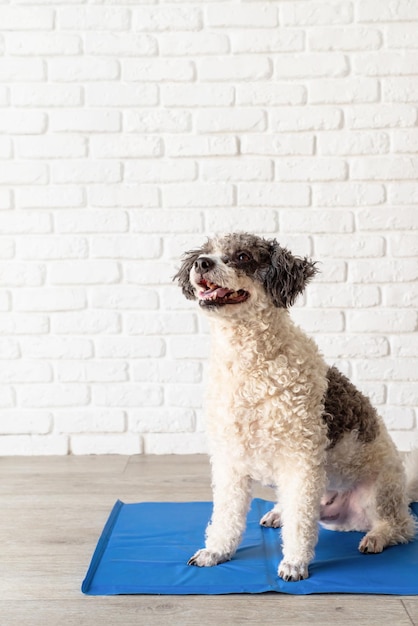 Cute mixed breed dog sitting on cool mat looking up on white brick wall background