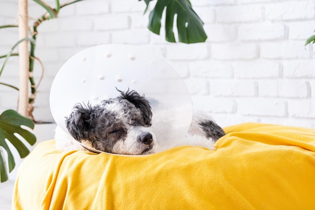 Cute mixed breed dog wearing protective cone collar after surgery medical tools and equipment