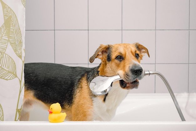 A cute mixed breed domestic dog taking a shower with yellow rubber duck Pets care grooming