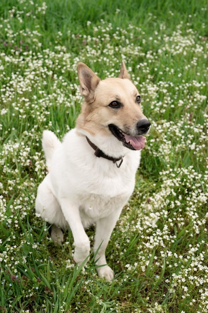 Cute mixed breed shepherd dog on green grass in spring flowers