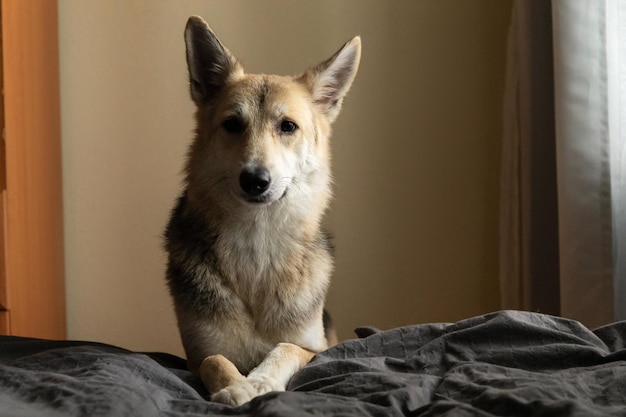 Cute mongrel dog put it head on the bed