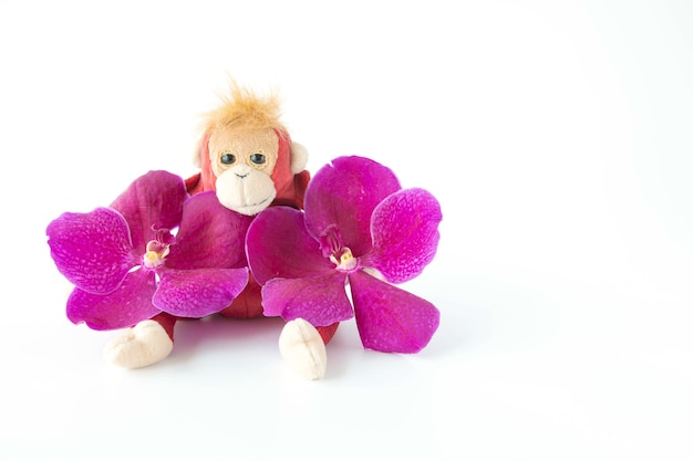 A cute monkey is sitting with fresh orchids flower