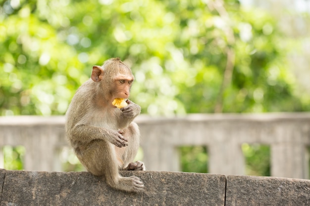 Cute monkeys lives in a town of Thailand