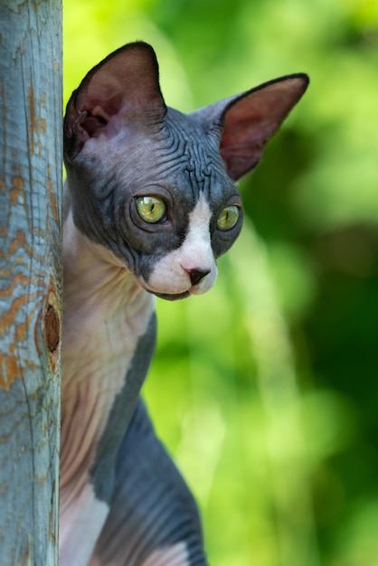 Cute  month old sphynx cat of black and white color on natural blurred green background on sunny day