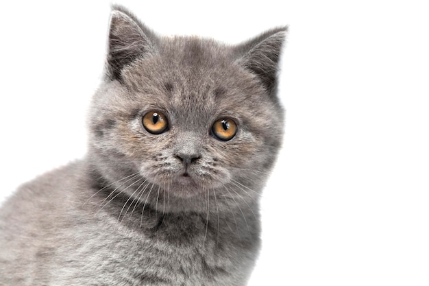 Cute muzzle of a British kitten closeup on a white background