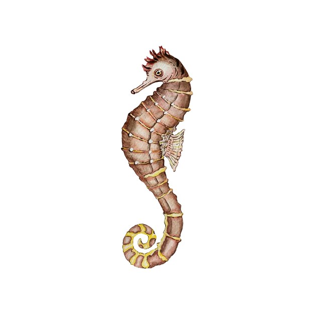 Cute orange seahorse on a white background Watercolor illustration High quality