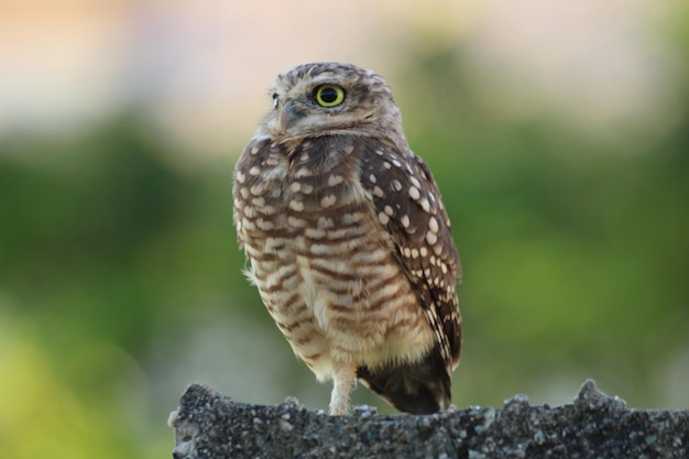 Cute owl on wall