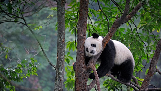 Cute panda lies on a tree in the forest