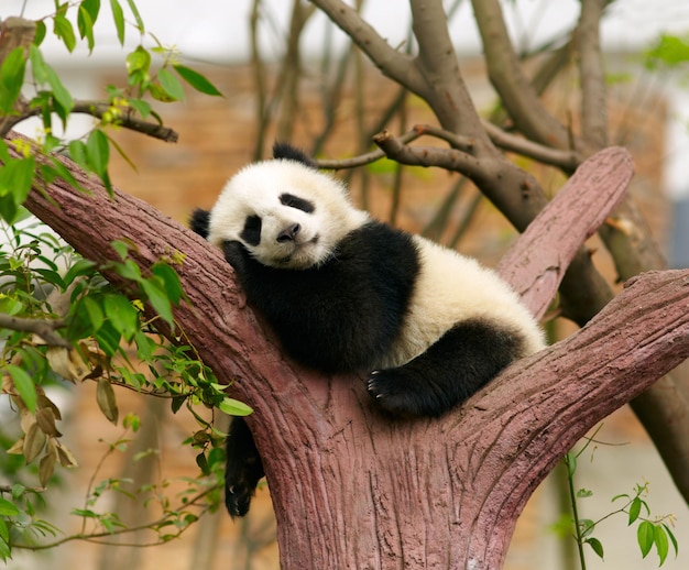 cute panda