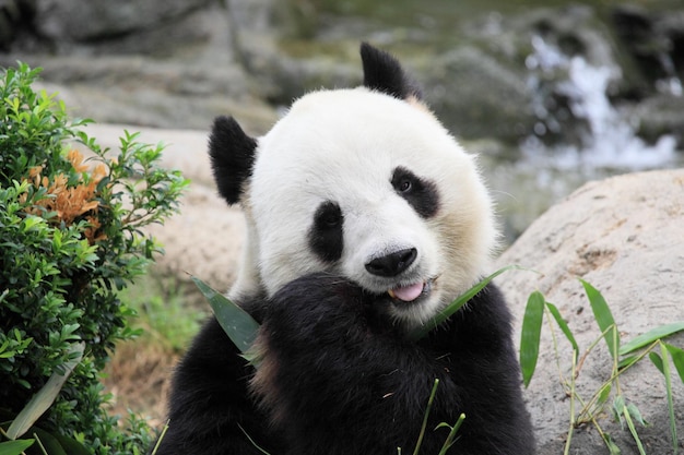 cute panda