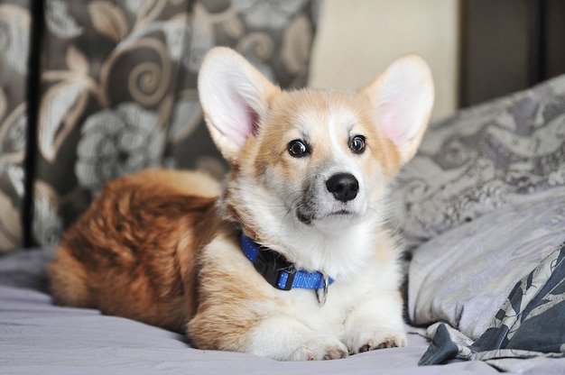 Cute pembroke welsh corgi dog