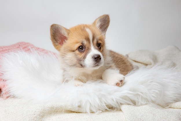 Cute Pembroke Welsh Corgi puppy lying on a fur blanket sleeping