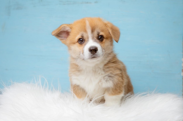 Cute pembroke Welsh corgi puppy sitting on a blue background