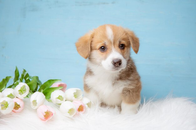 Cute Pembroke Welsh corgi puppy with spring flowers on a blue background