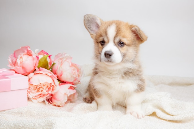 Cute Pembroke Welsh corgi puppy with spring flowers on white background