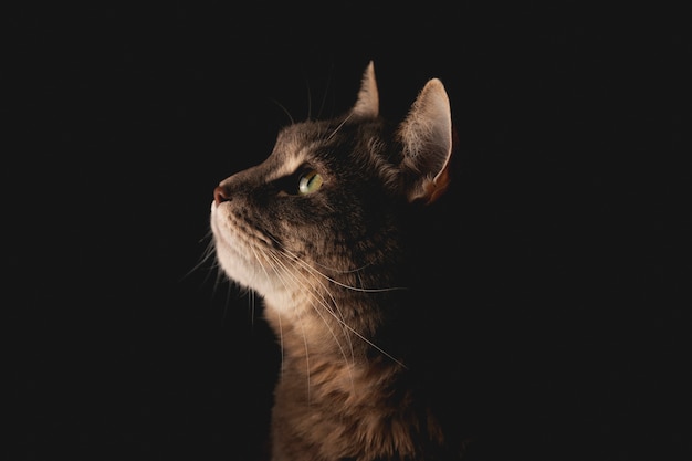 Cute pensive cat is watching and looking to the side on a black background