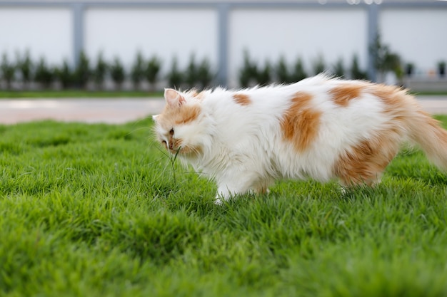 The cute Persian cat is eating herbal grass on a green grass field, for pet natural medical and organic concept, selective focus shallow depth of field