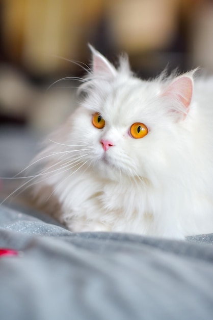 Cute persian cat lying on the bed under sunlight