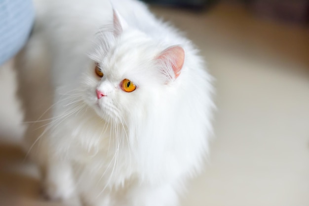 Cute persian cat walking in house under sunlight