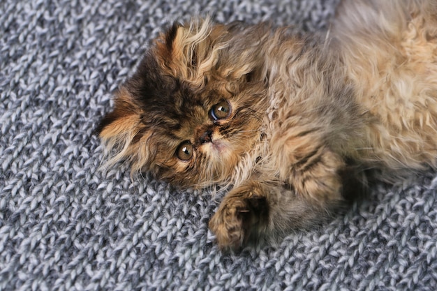 Cute persian kitten lying on a knitted blanket