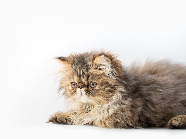 Cute persian kitten on white background