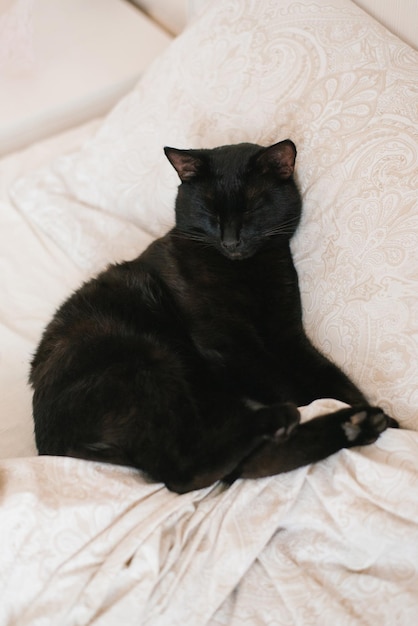 Cute pet black cat lies on the bed during the day and sleeps