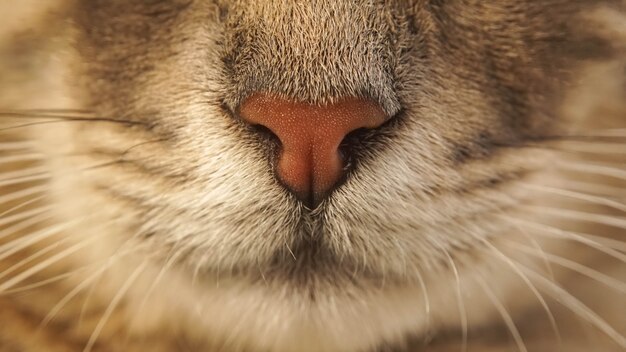 Cute pet cat nose, selective focus image