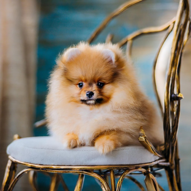 Photo cute pet dog pomeranian spitz puppy sitting on a chair