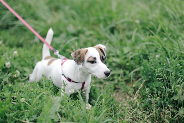 Cute pets looking at the viewer in the photo Close frame