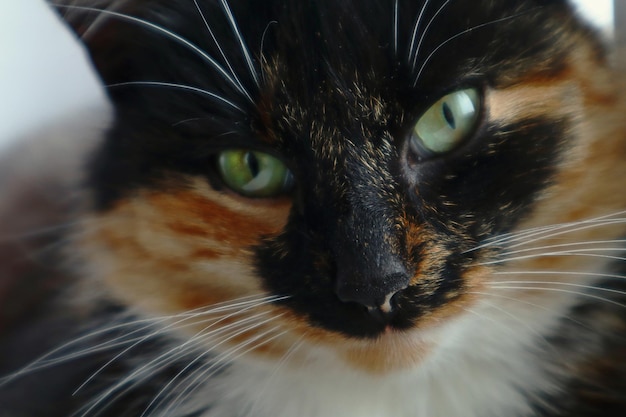 Cute pets multicolored muzzle of a cat with green eyes closeup