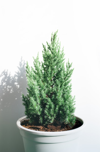 Cute pine tree in white pot