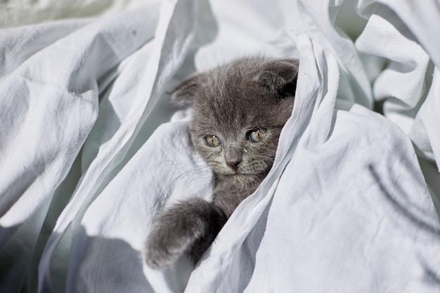 Cute playful british gray kitten on the bed at home funny cat