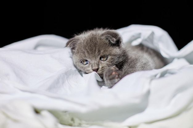 Cute playful british gray kitten on the bed at home funny cat