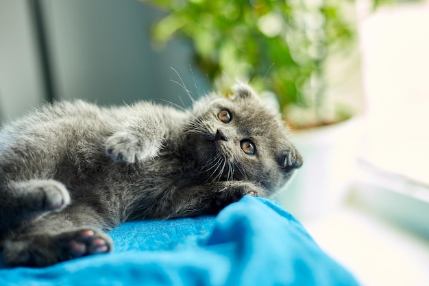 Cute playful british gray kitten at home funny cat Love animals pet